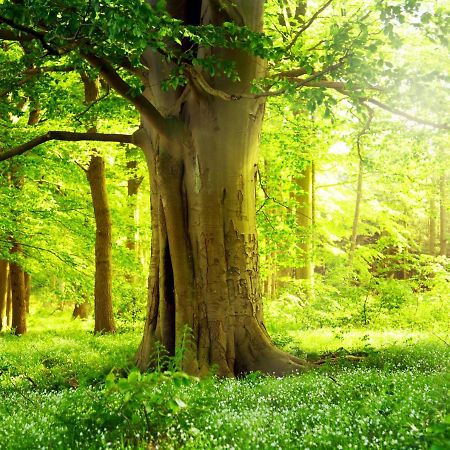 Ferienwohnung Am Weltnaturerbe Grumsin Ziehten Exteriör bild