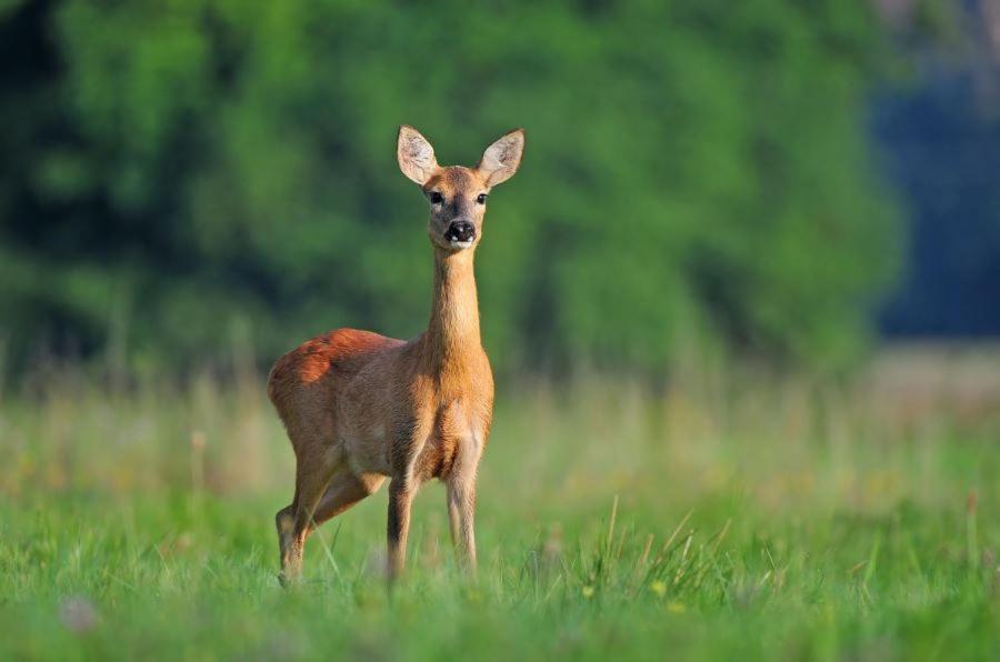 Ferienwohnung Am Weltnaturerbe Grumsin Ziehten Exteriör bild