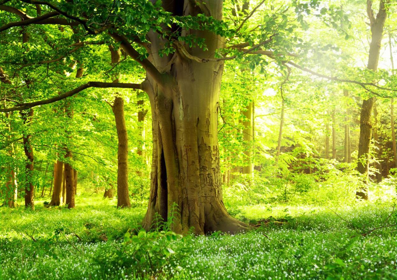 Ferienwohnung Am Weltnaturerbe Grumsin Ziehten Exteriör bild