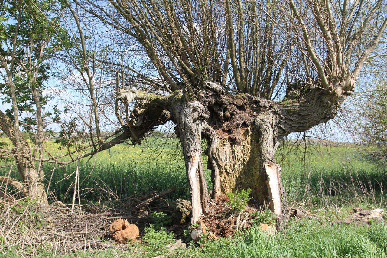 Ferienwohnung Am Weltnaturerbe Grumsin Ziehten Exteriör bild
